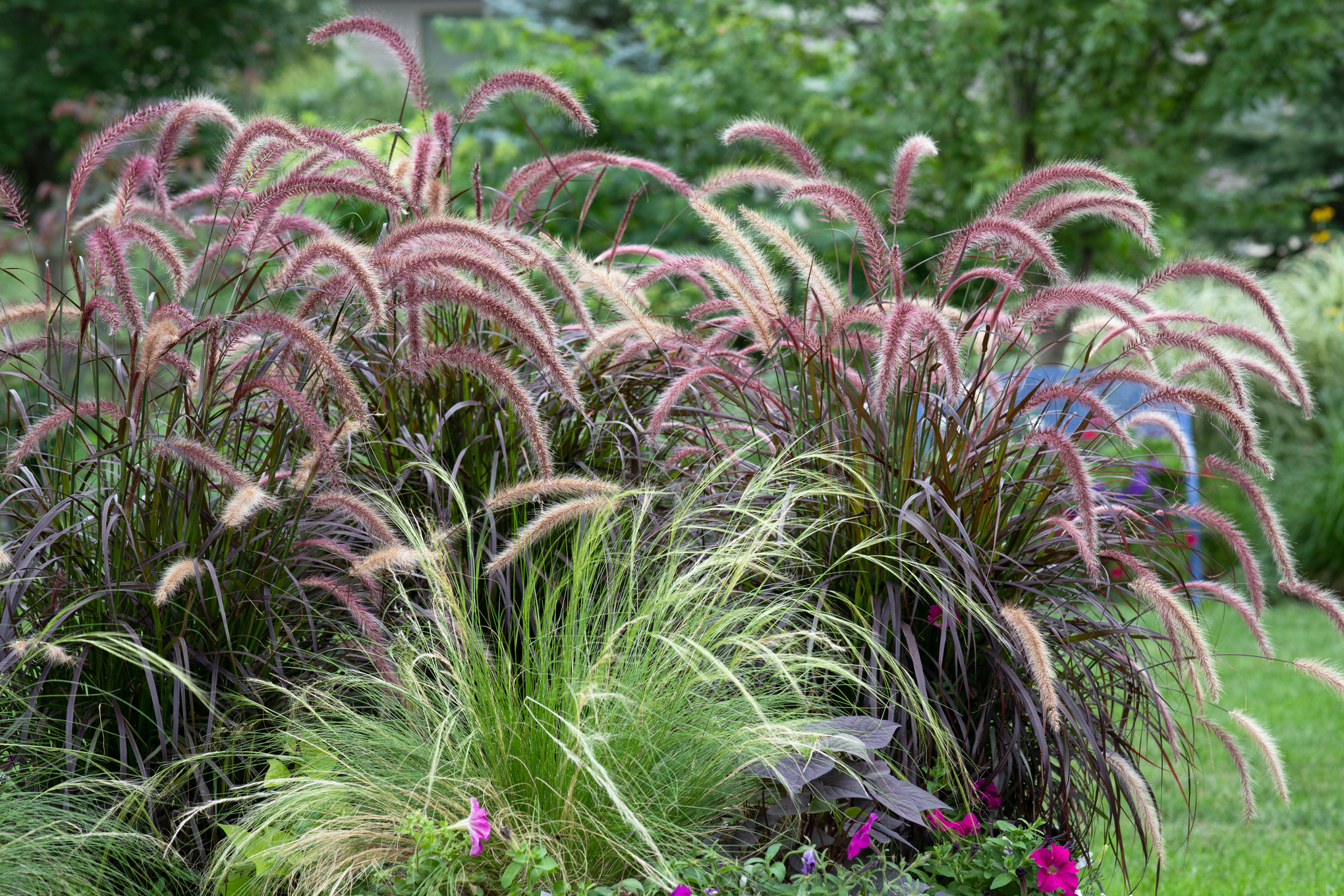 Graminées ornementales dans les tons rouges et verts dans un jardin