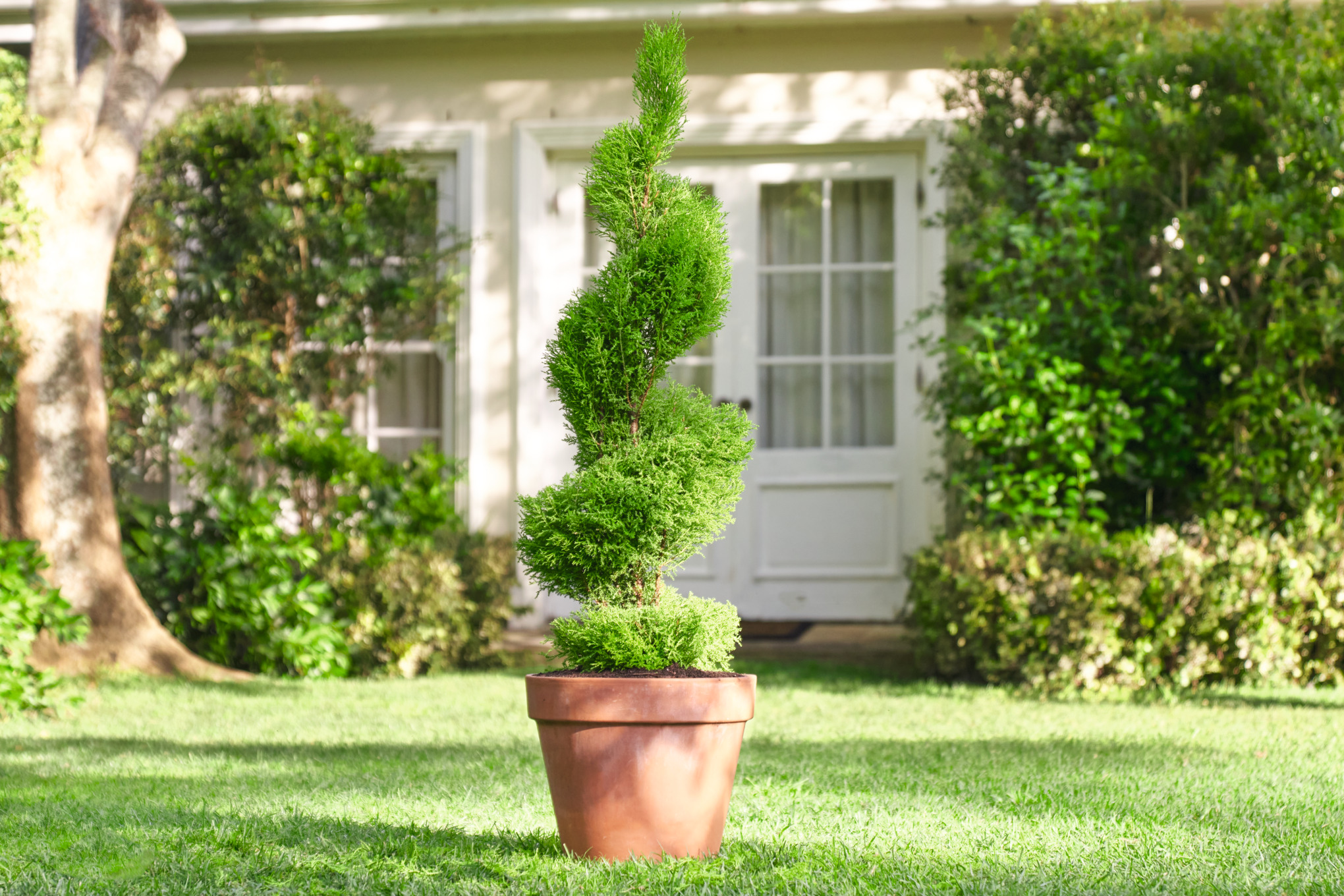 Buis en forme de spirale dans un pot sur la pelouse d’un jardin