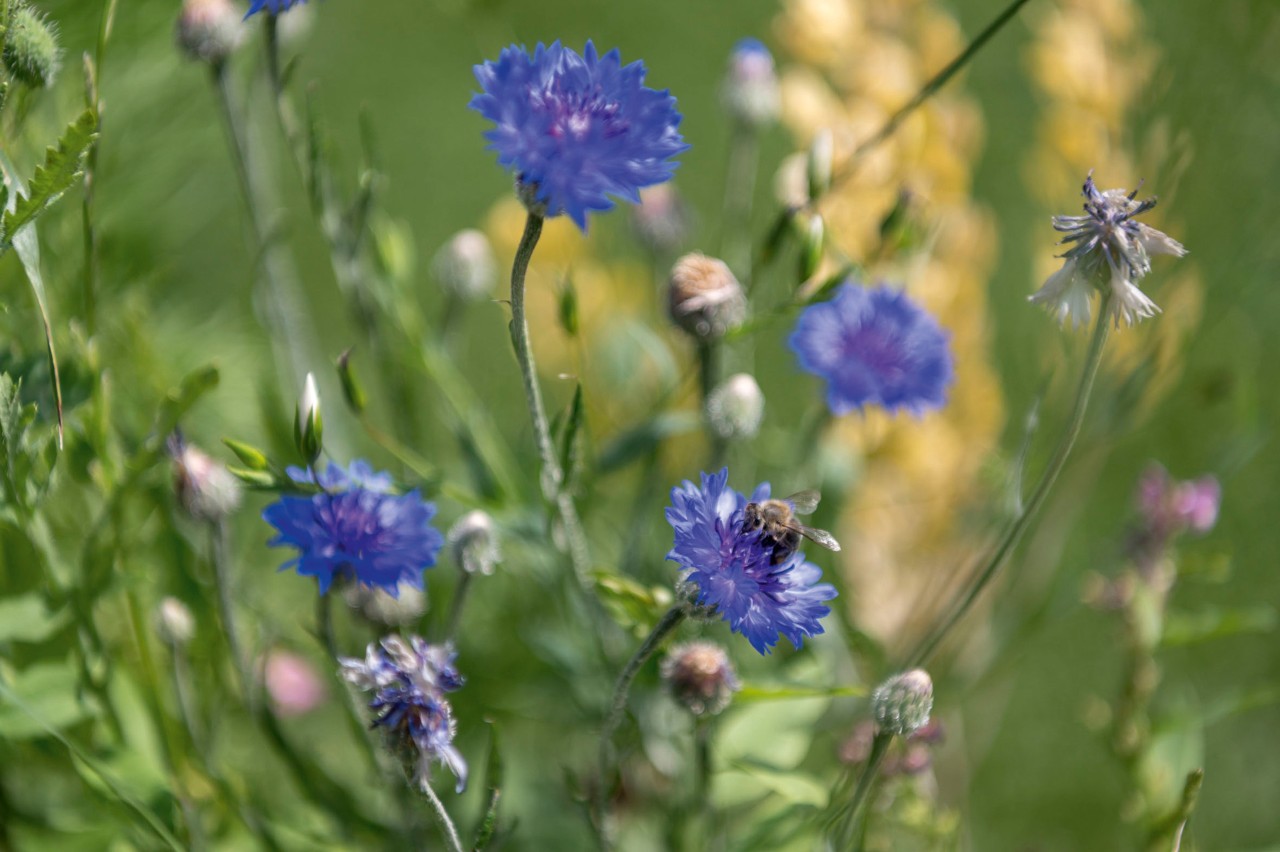 Gros plan sur des bleuets d’un bleu éclatant devant d’autres fleurs sauvages