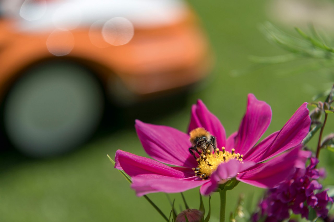 Gros plan d’une abeille sur une fleur rose, avec en arrière-plan un robot de tonte STIHL iMOW®