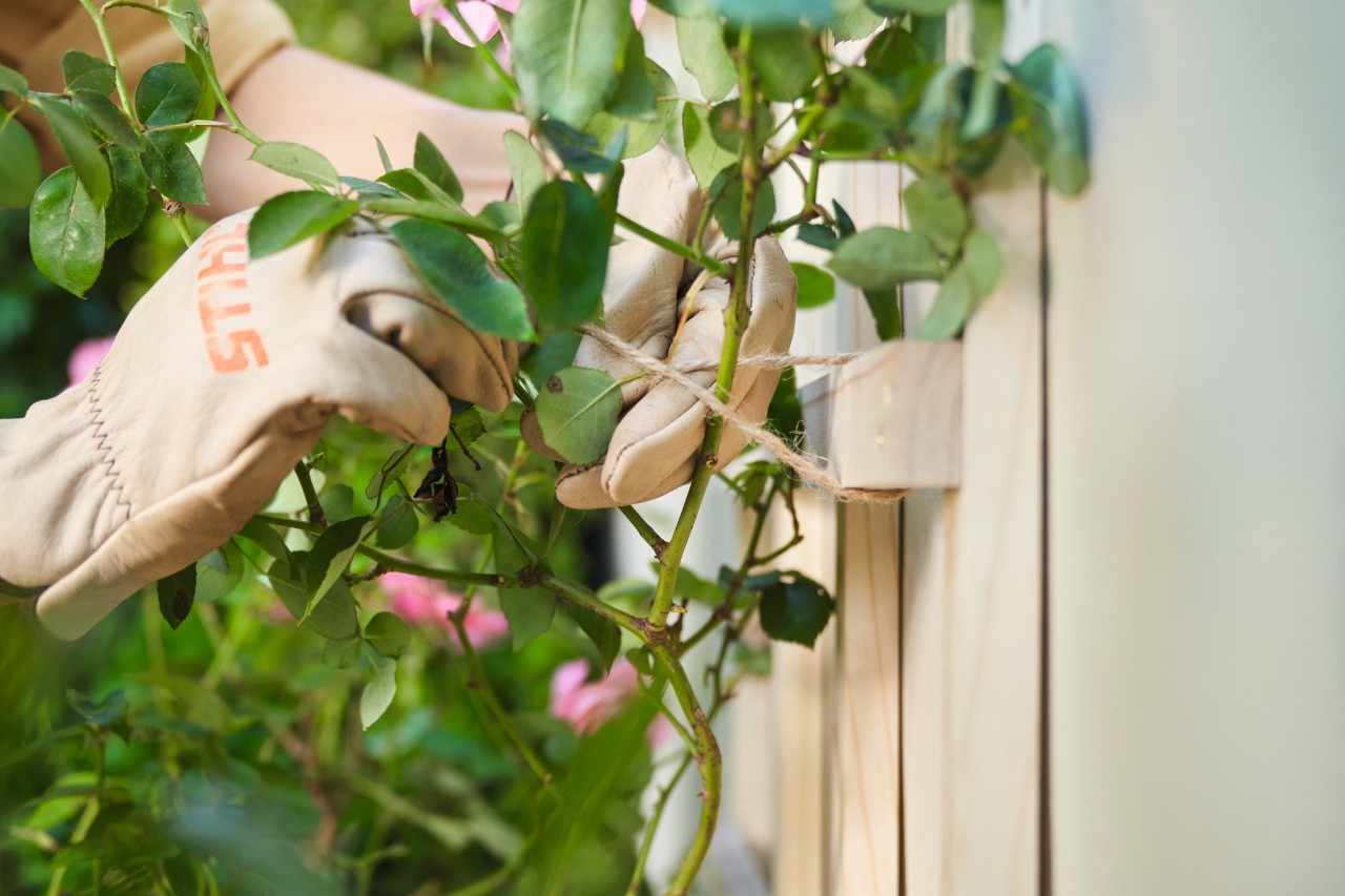 Gros plan sur quelqu'un qui attache des pousses de roses à un espalier