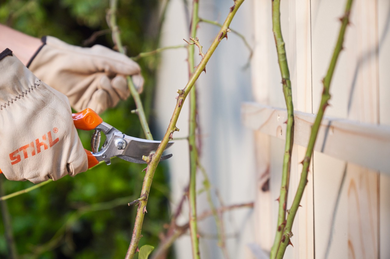 Gros plan sur une personne qui coupe des rosiers sur un treillis à l'aide d'un sécateur STIHL.