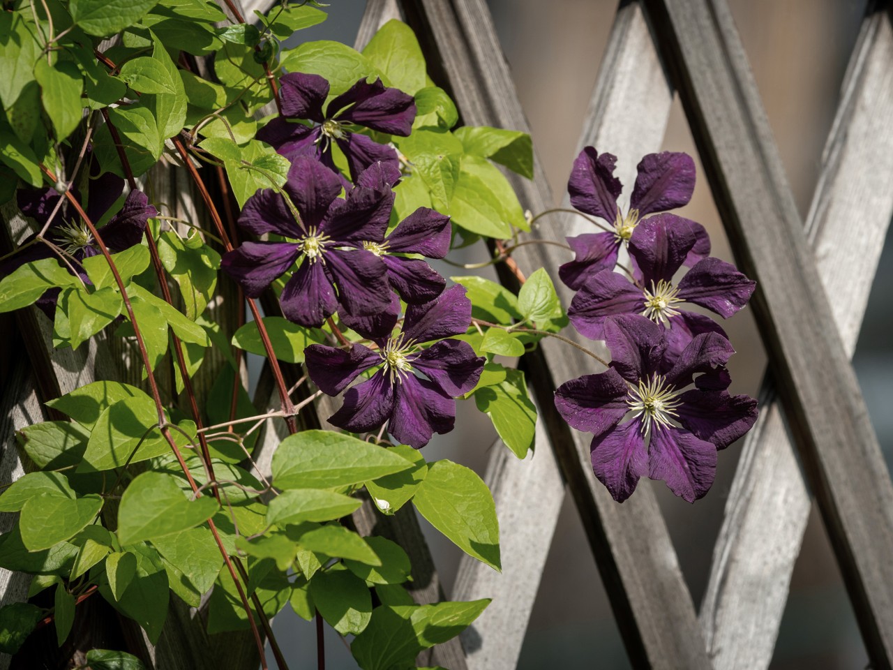 Clématite pourpre foncé devant un support de plantes grimpantes en bois