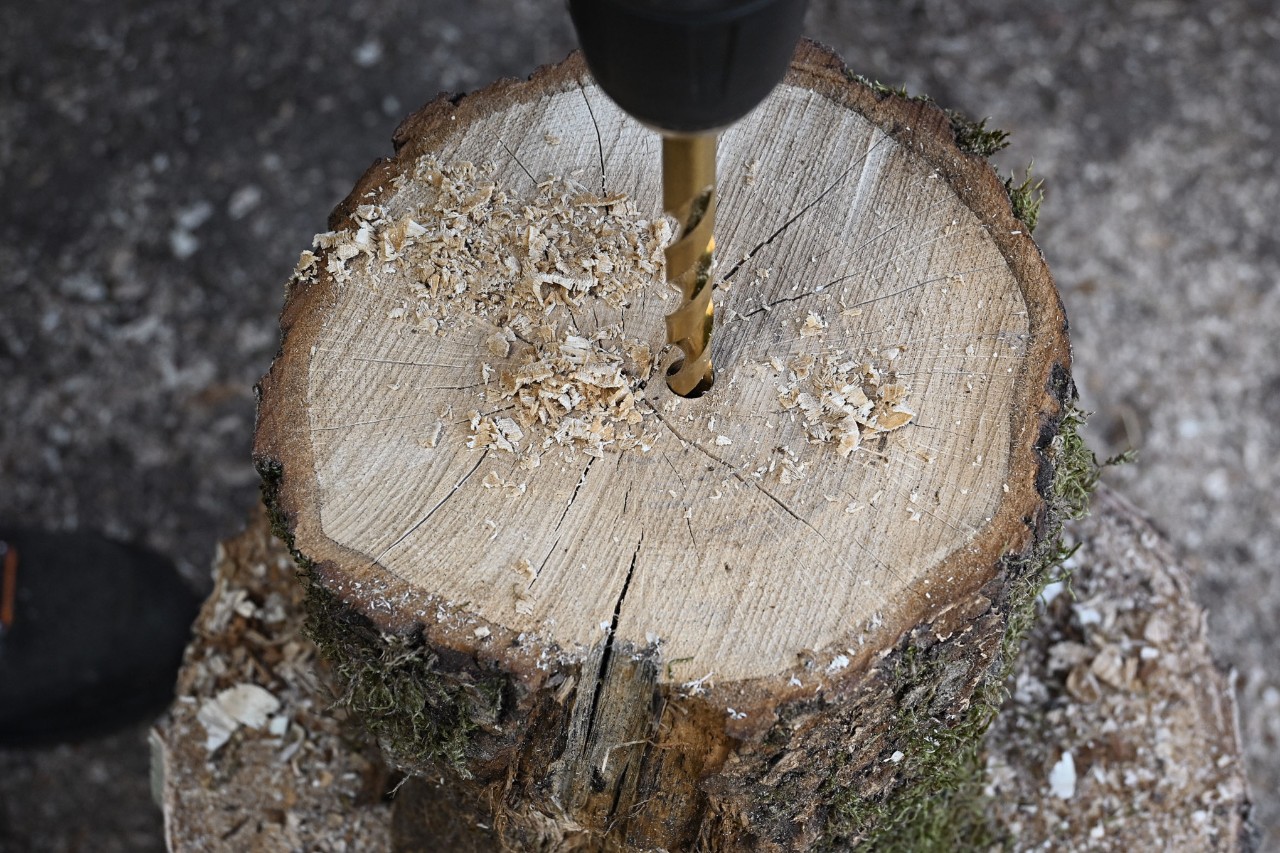 Gros plan sur une section d’arbre fraîchement sciée et percée en son centre, avec des copeaux de bois