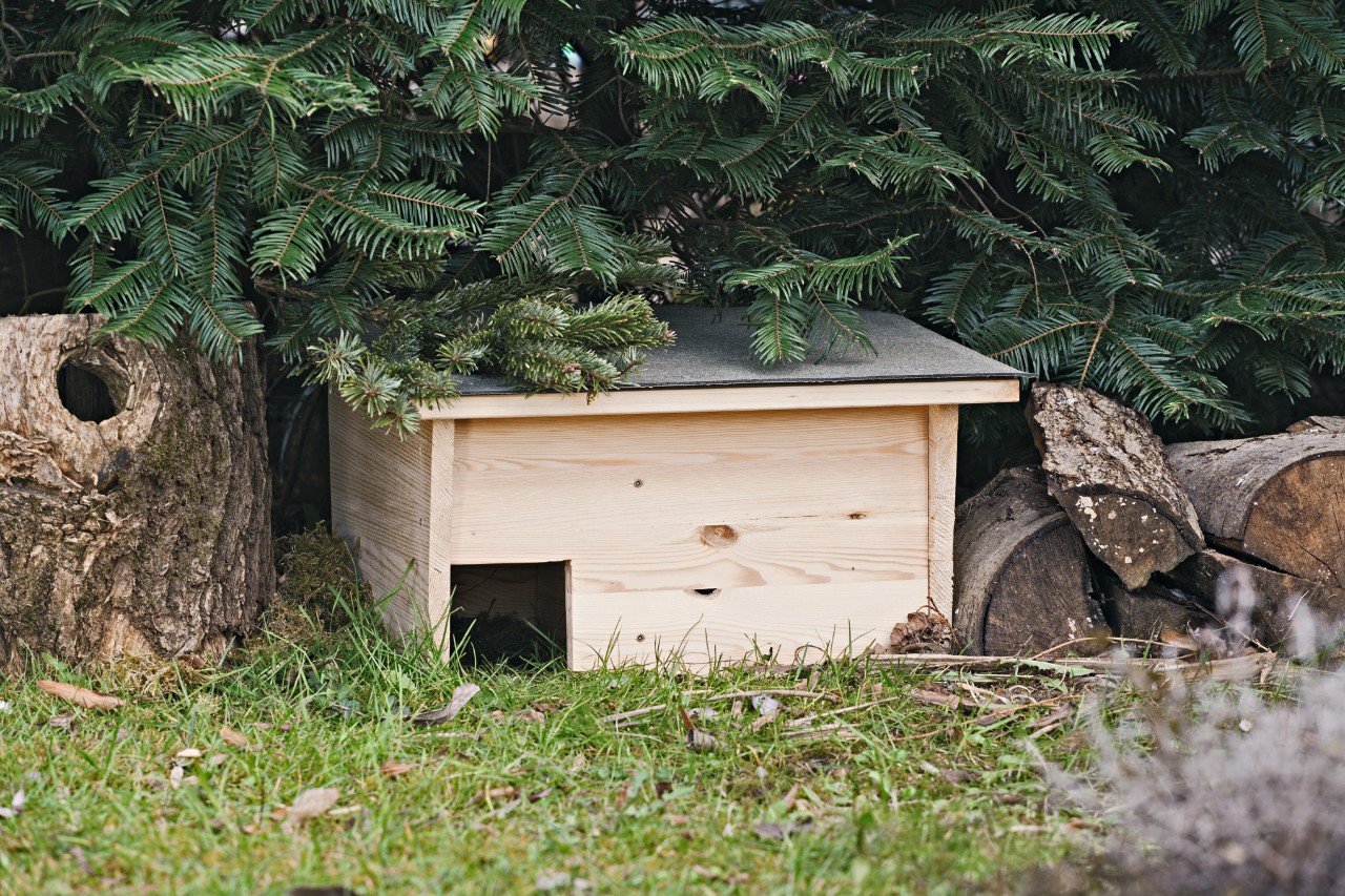 Un abri pour hérisson fait maison dans un jardin sous un sapin
