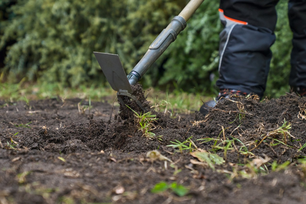 Le sol est débarrassé des mauvaises herbes à l’aide d’un cultivateur