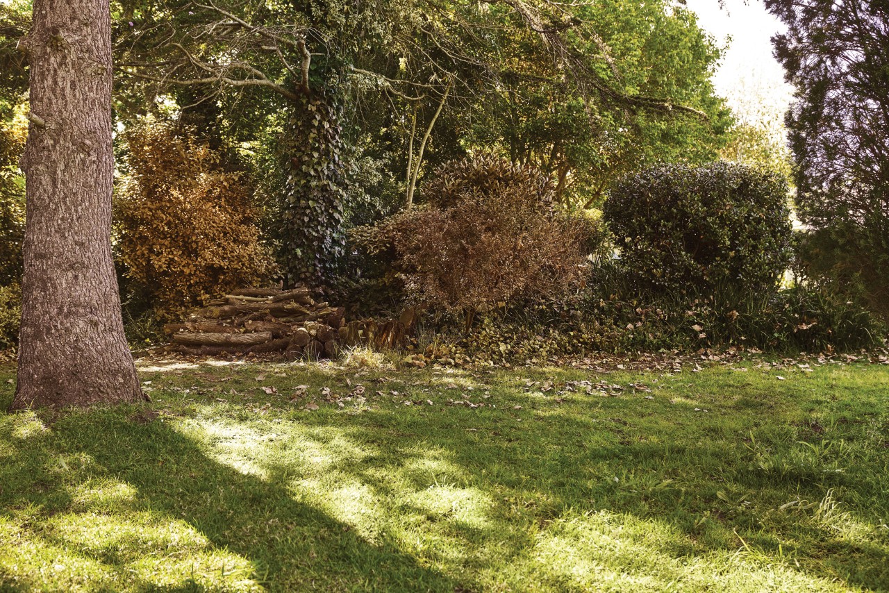 Zone de pelouse ombragée par des arbres et pile de bûches