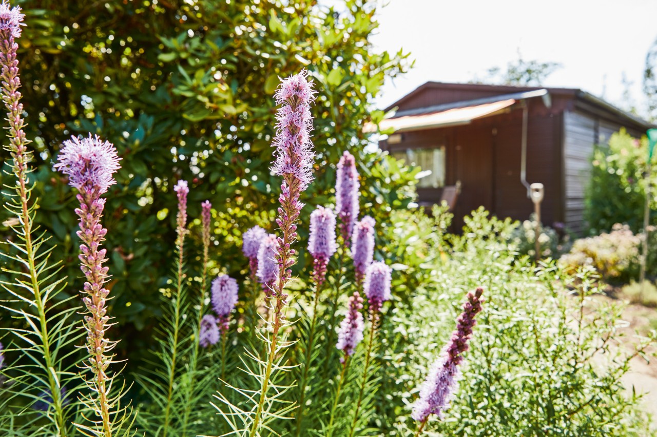 Fleurs violettes dans un jardin, à l'arrière-plan une maison de jardin avec un auvent