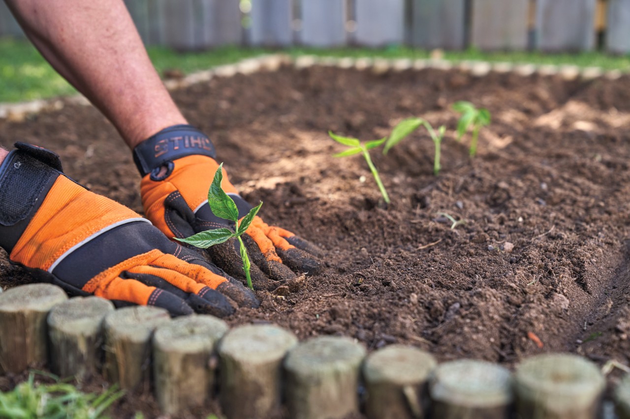 Une personne portant des gants de protection plante une plate-bande