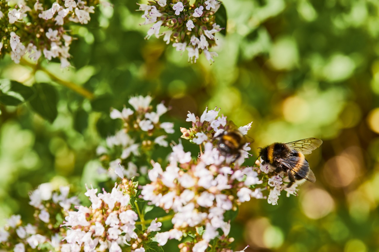 Gros plan sur des bourdons sur une fleur blanche