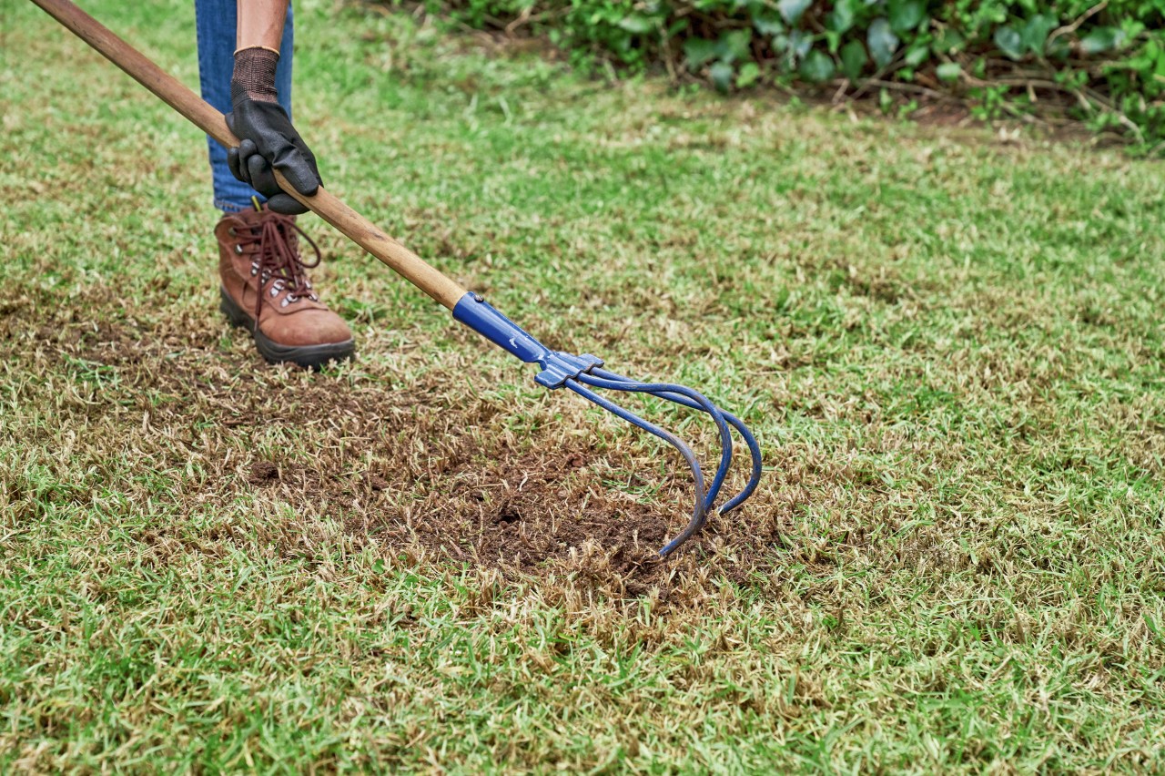 Un cultivateur permet de travailler les sols recouverts de gazon