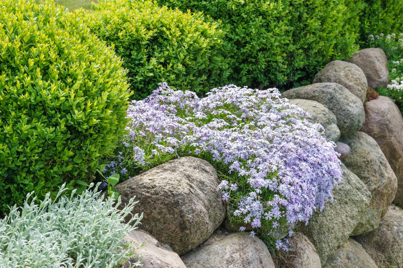 Jardin de façade facile d’entretien avec pierres et couvre-sols