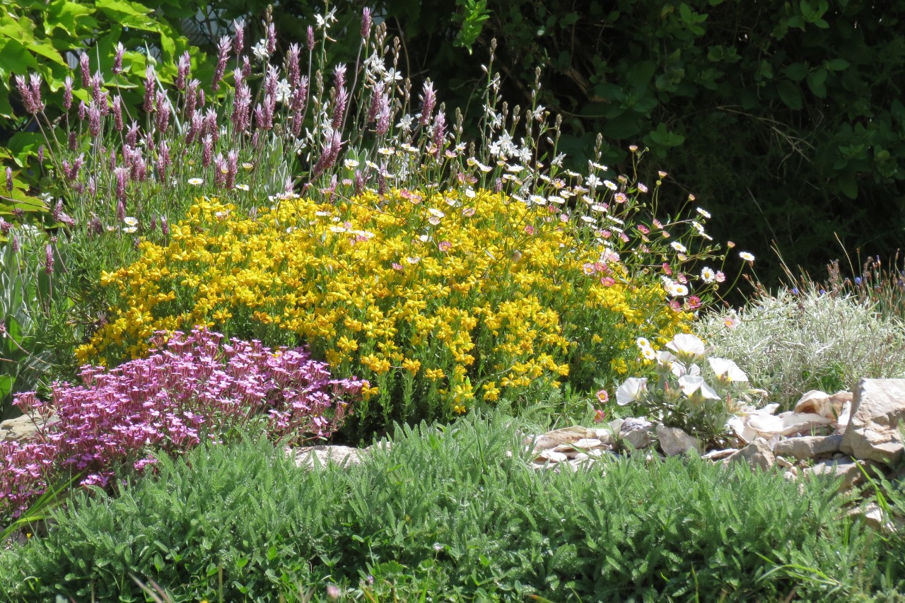 Jardin de façade méditerranéen avec fleurs et herbes aromatiques