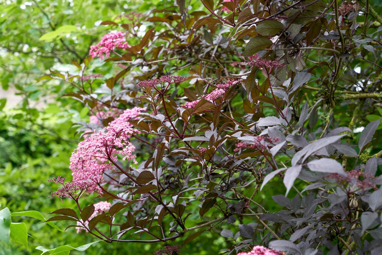 Sureau noir à fleurs roses
