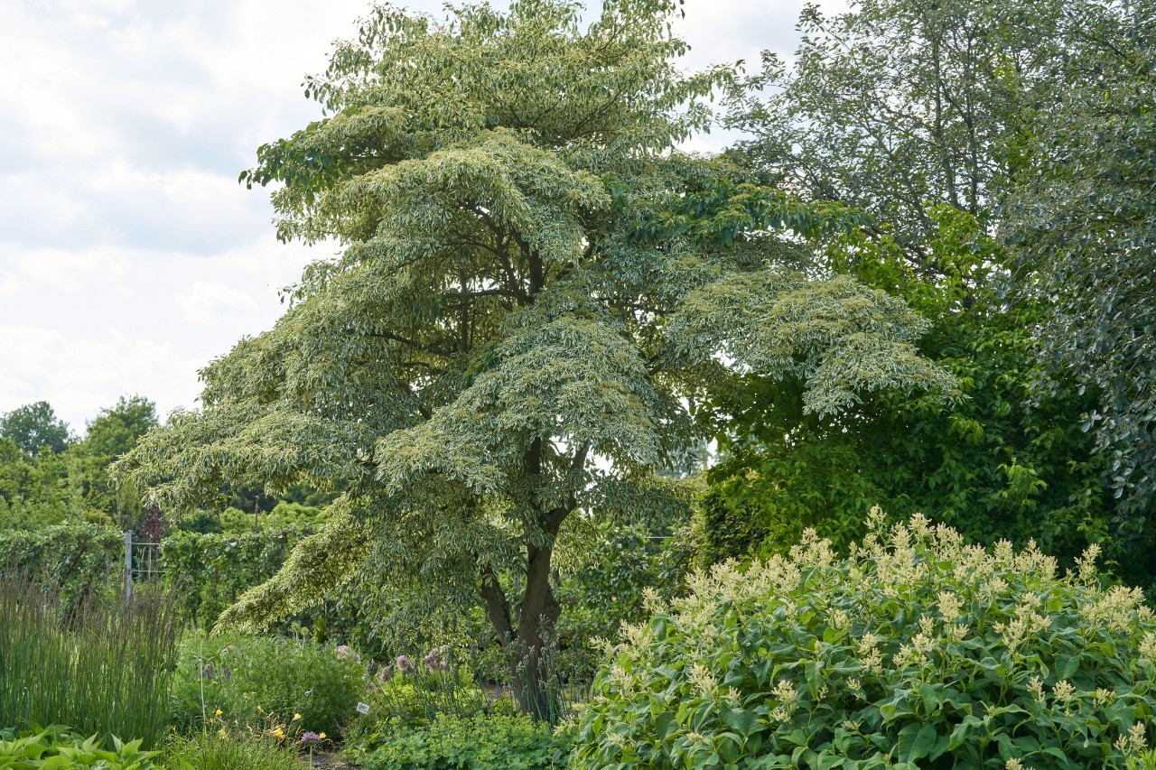 Cornouiller des pagodes, entouré d’autres plantes