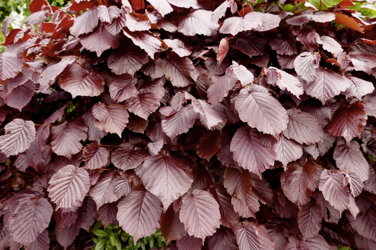 Gros plan sur des branches de noisetier pourpre