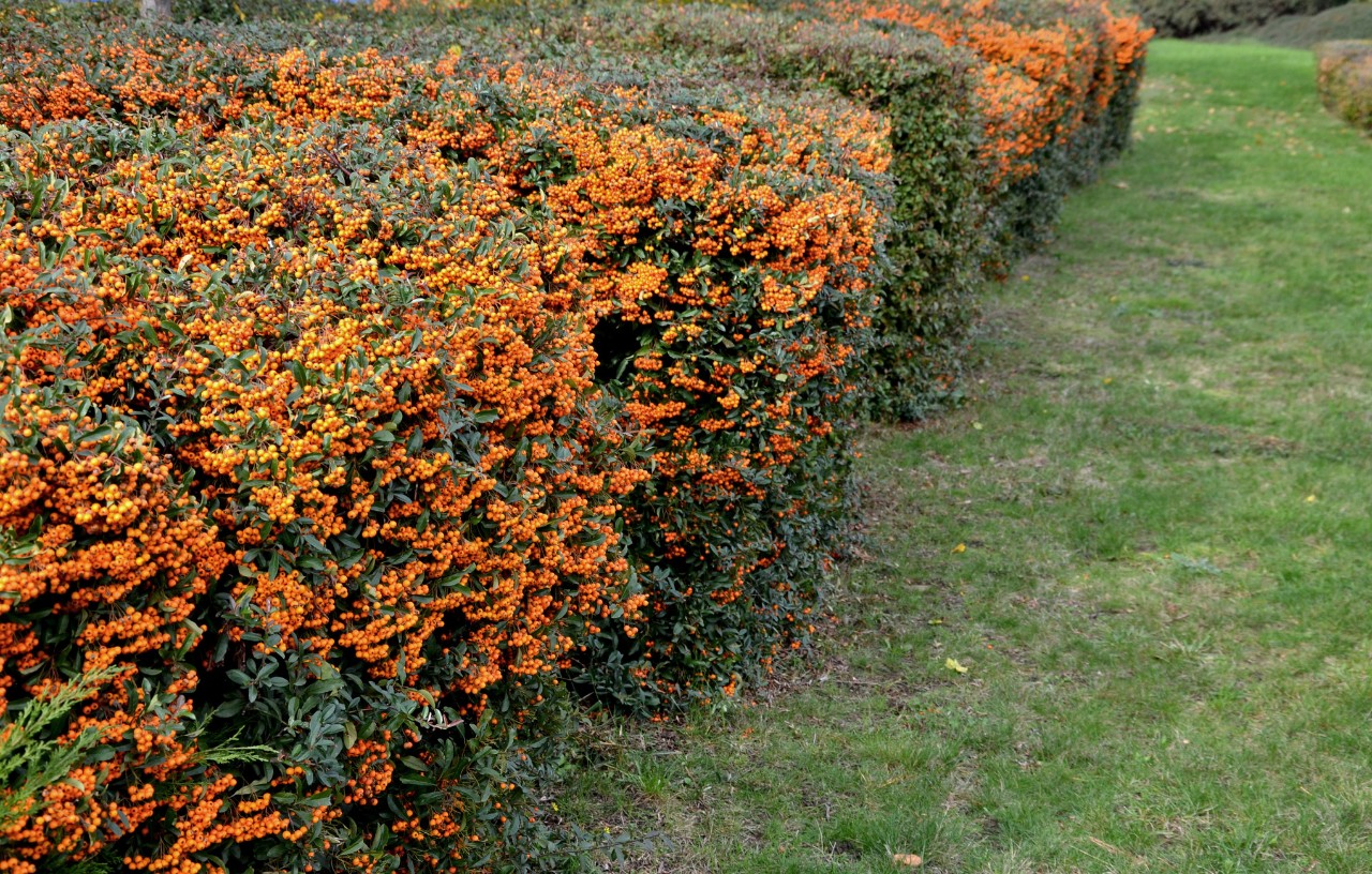 Haie de buisson ardent avec des fruits rouges