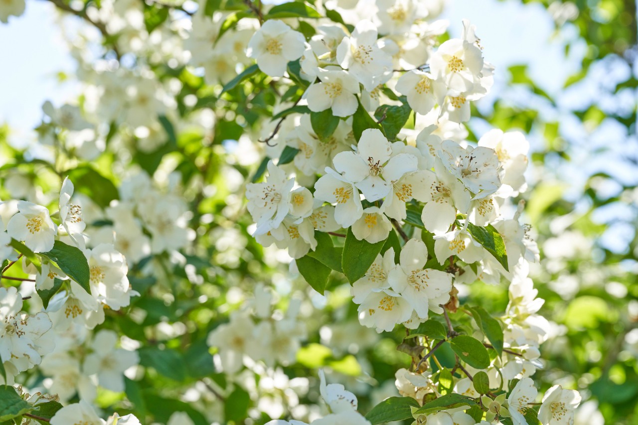 Seringa commun à fleurs blanches
