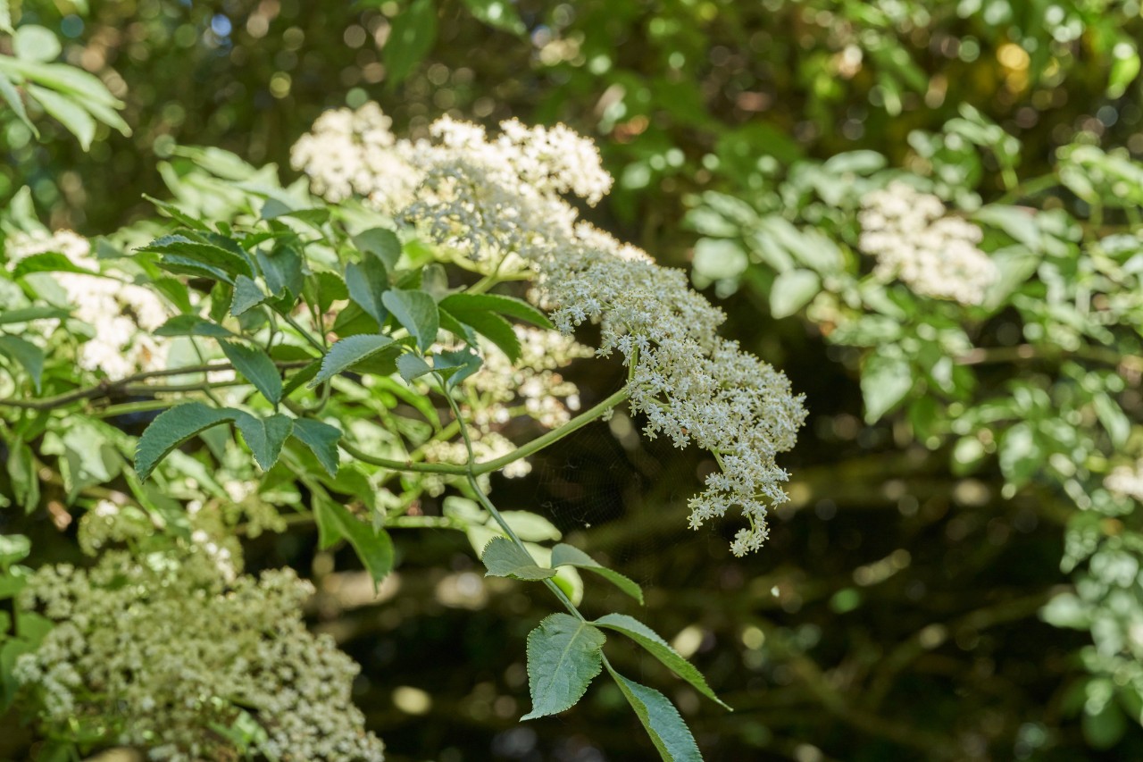 Sureau noir à fleurs blanches