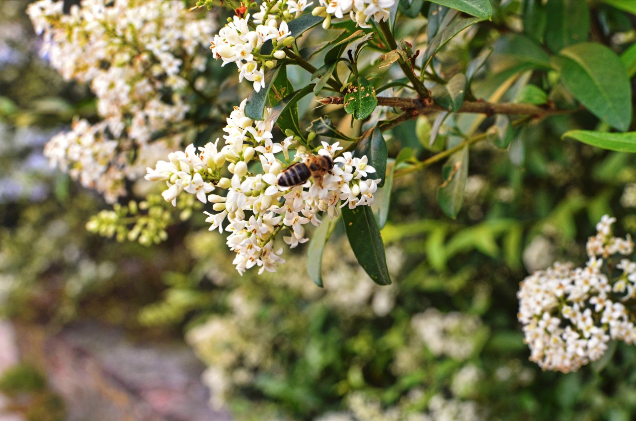 Cerisier à grappes en fleurs avec une abeille