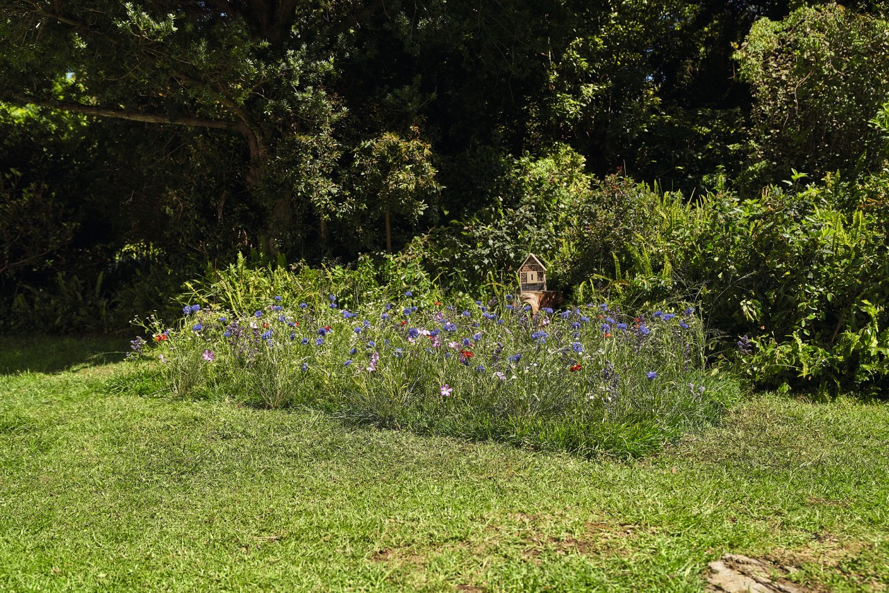 Un carré de jardin de fleurs des champs
