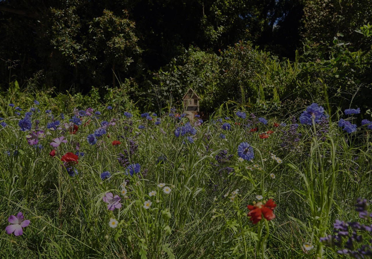 Fleurs sauvages en bonne santé fleurissant
