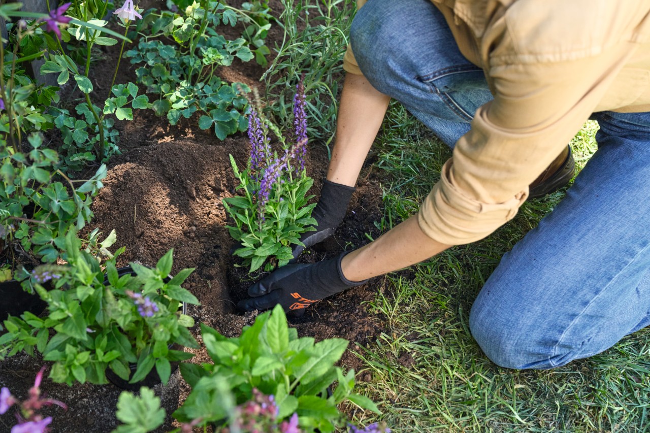 Une plante est mise en place dans un trou préparé
