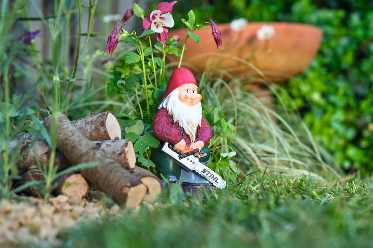 Un nain de jardin avec une tronçonneuse STIHL miniature dans une bande fleurie