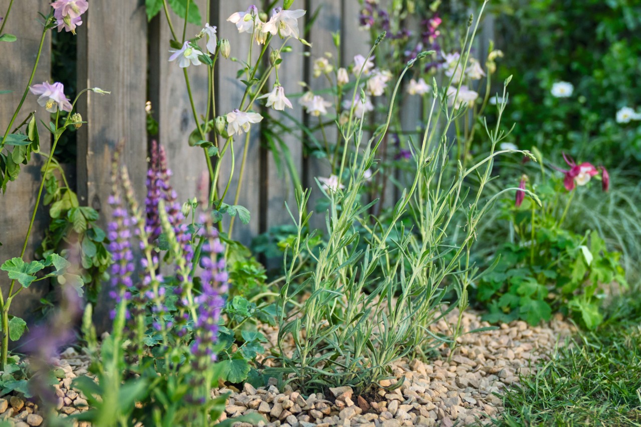 Plantes en fleurs dans une bande fleurie réalisée soi-même