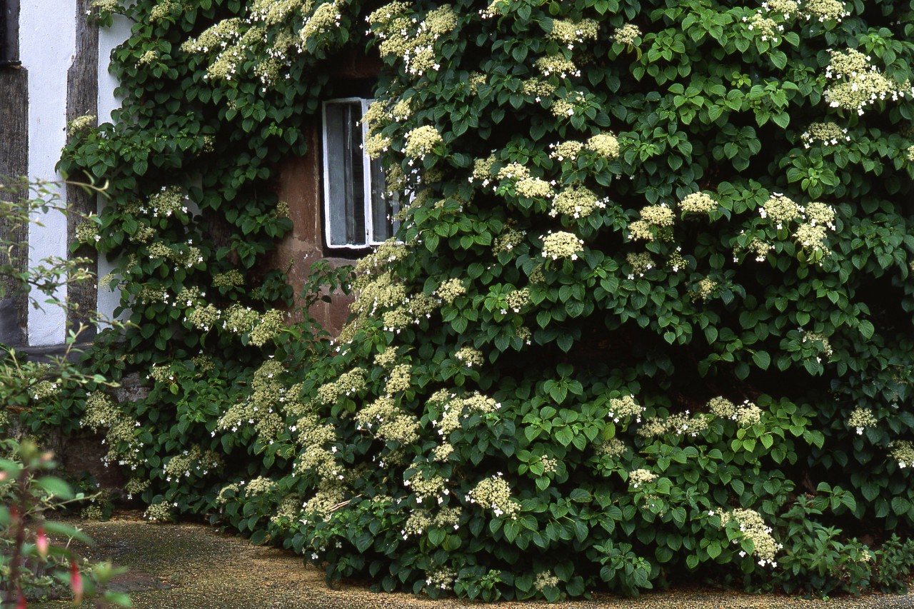 Un hortensia grimpant en fleurs envahit un mur de maison