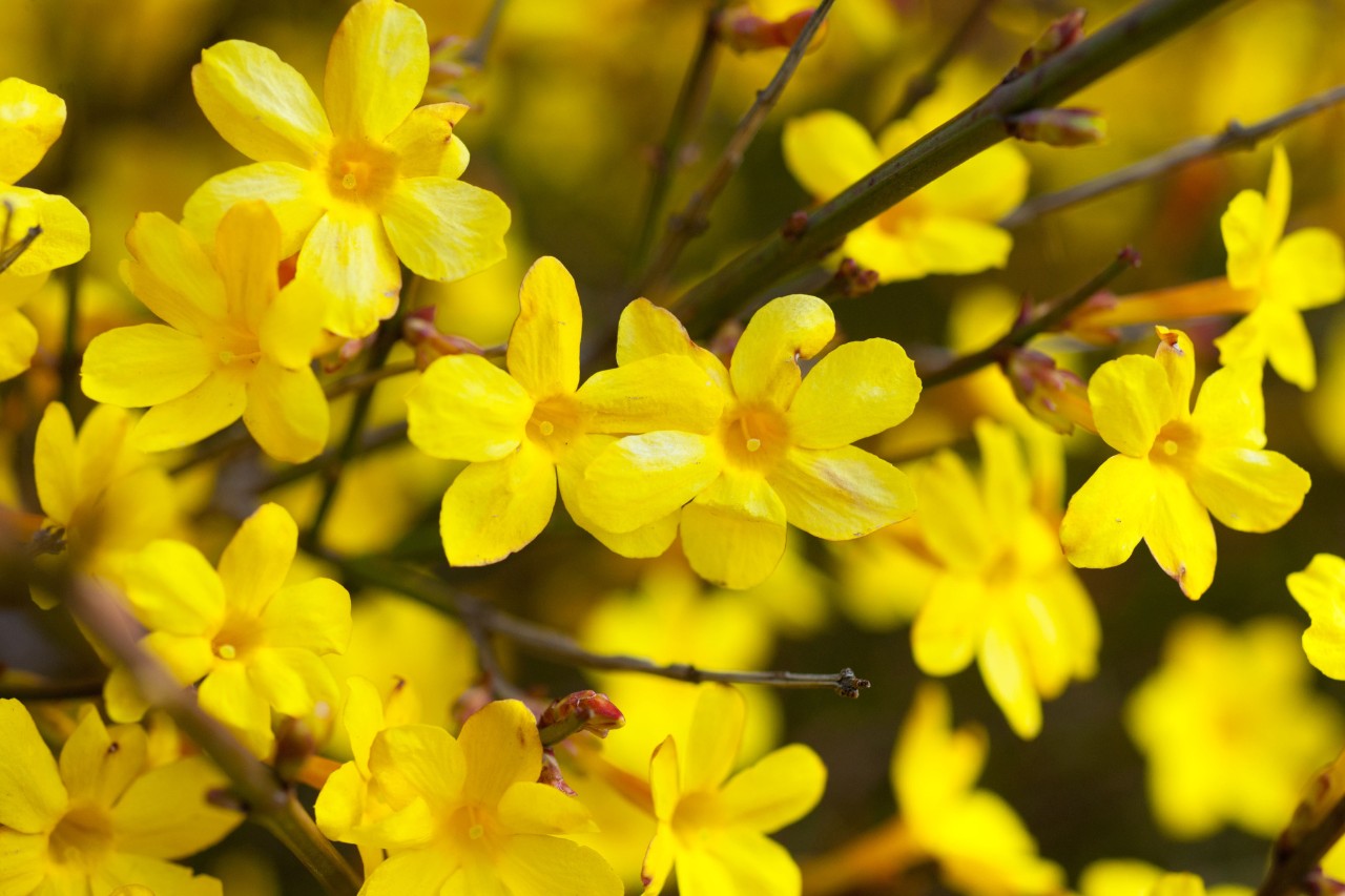 Jasmin d’hiver en fleurs