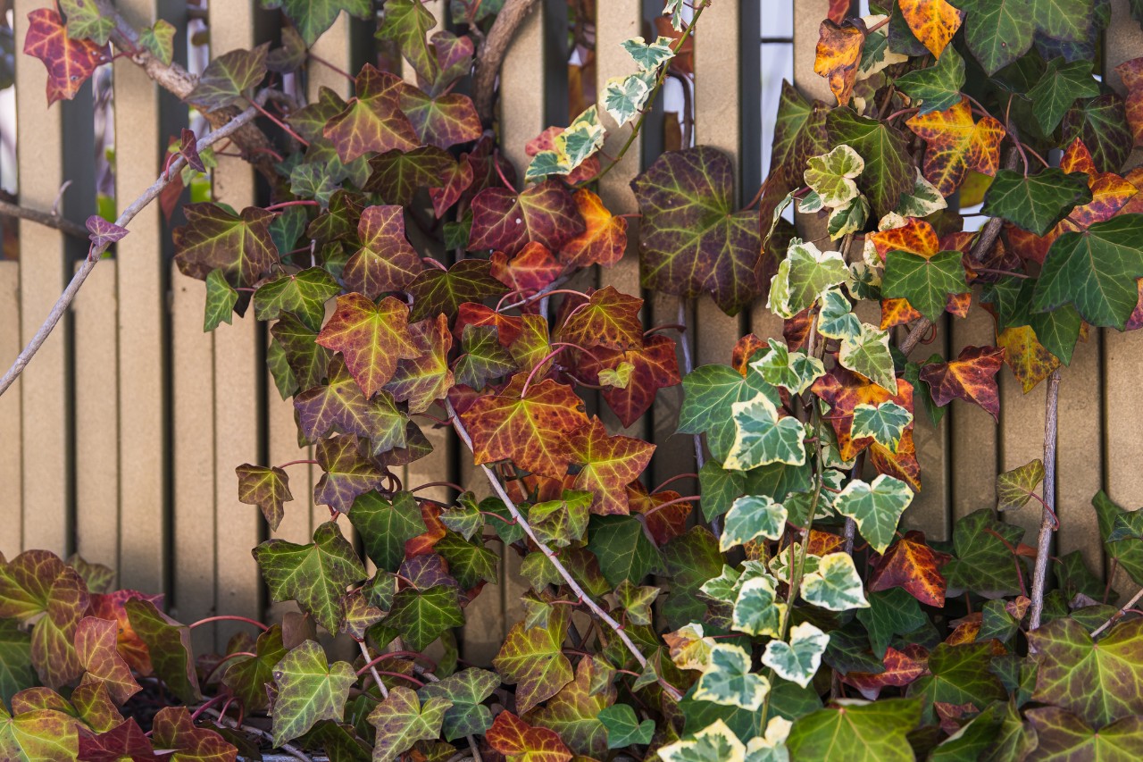 Plante grimpante vivace : Lierre aux couleurs de l’automne sur une clôture