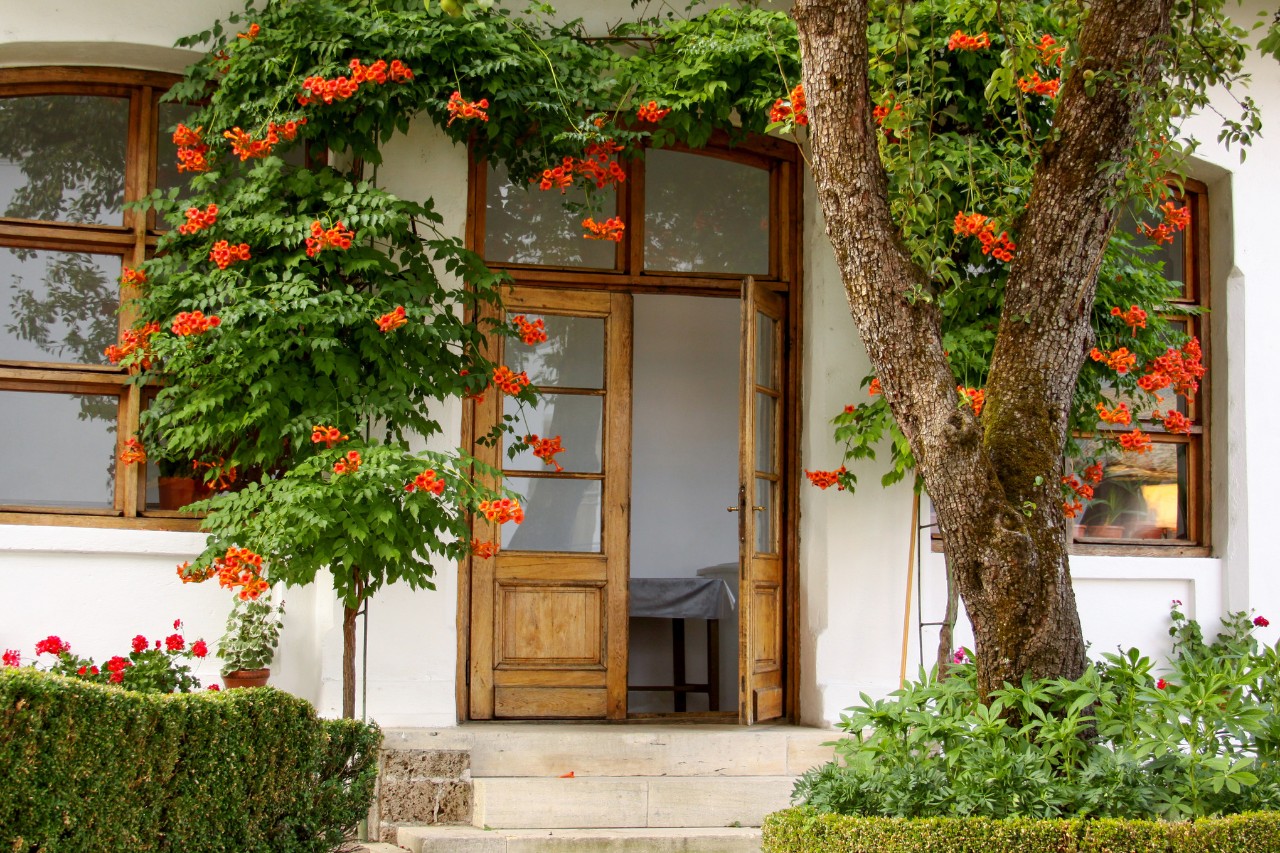 Trompette de Virginie au-dessus d’une entrée de maison