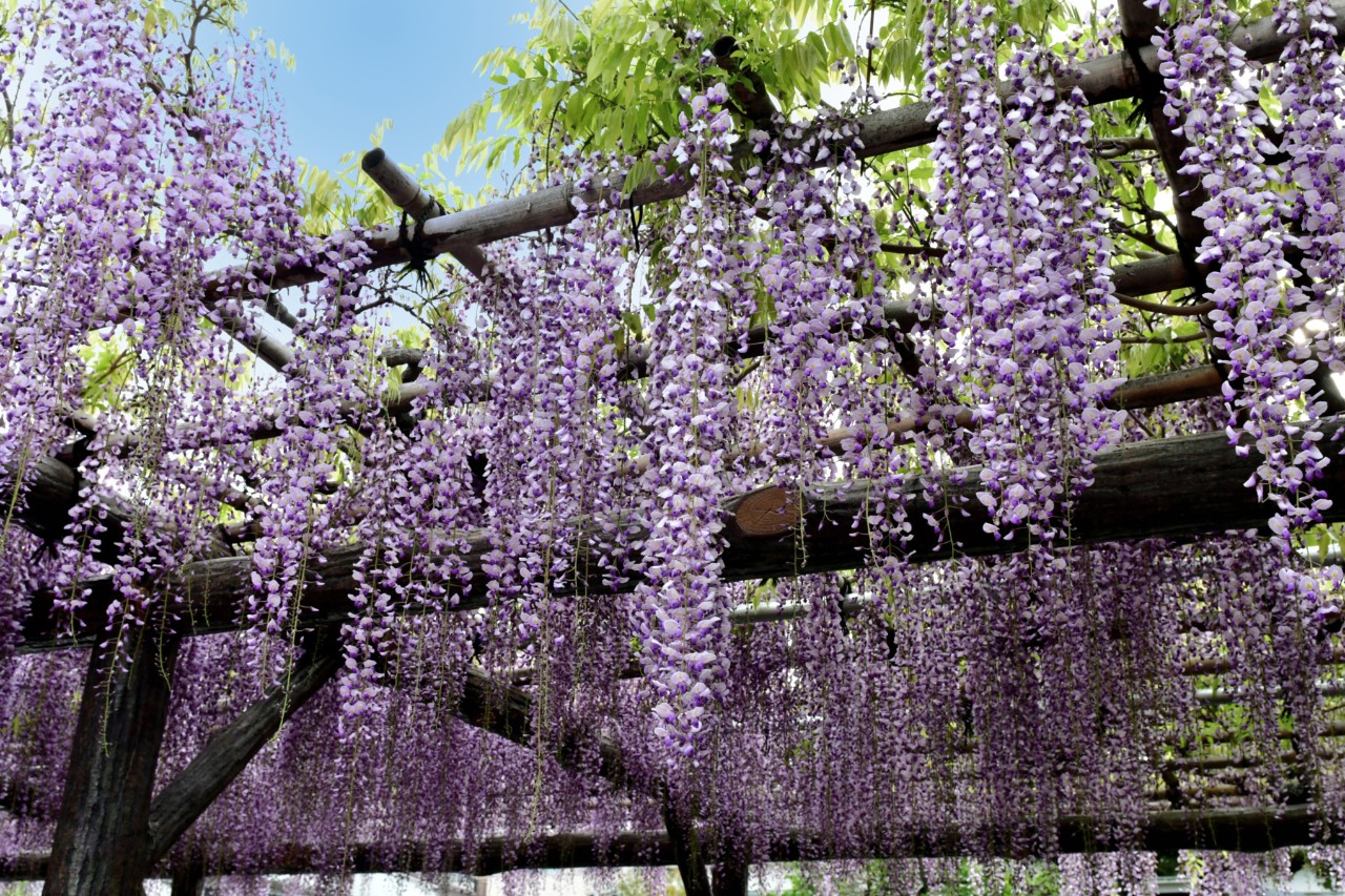 Glycine en forte croissance sur un treillage robuste