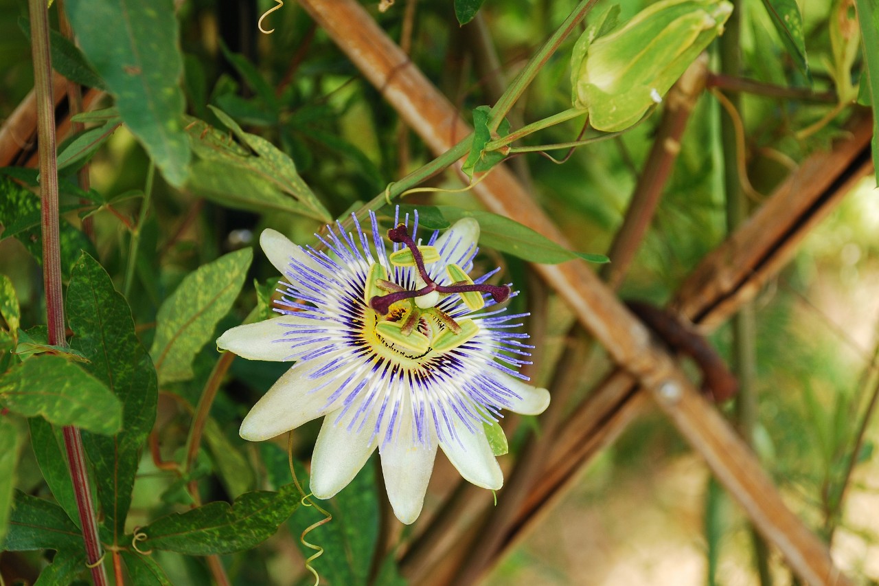 Les passiflores sont des plantes grimpantes à vrille et s’accrochent à un support 