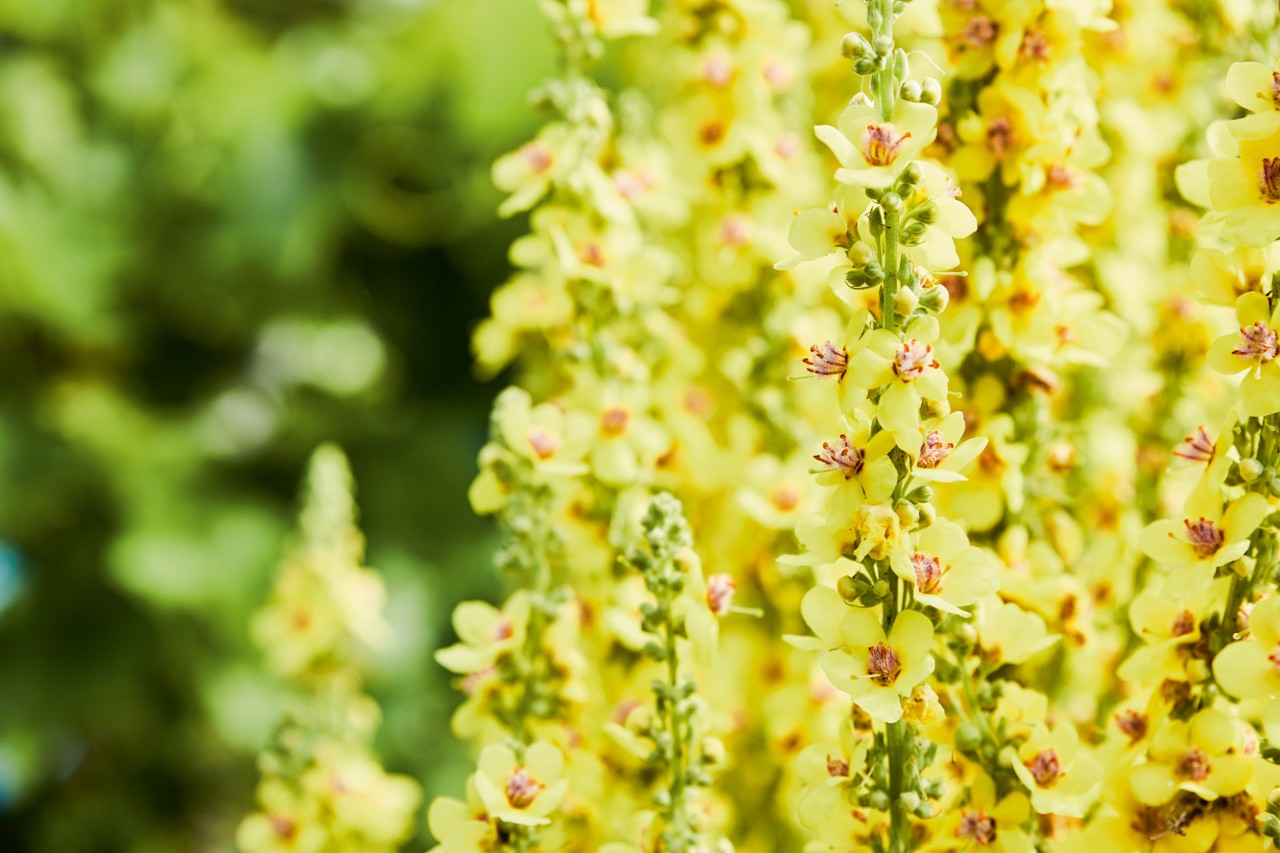 Gros plan sur de grandes plantes vivaces à fleurs jaunes