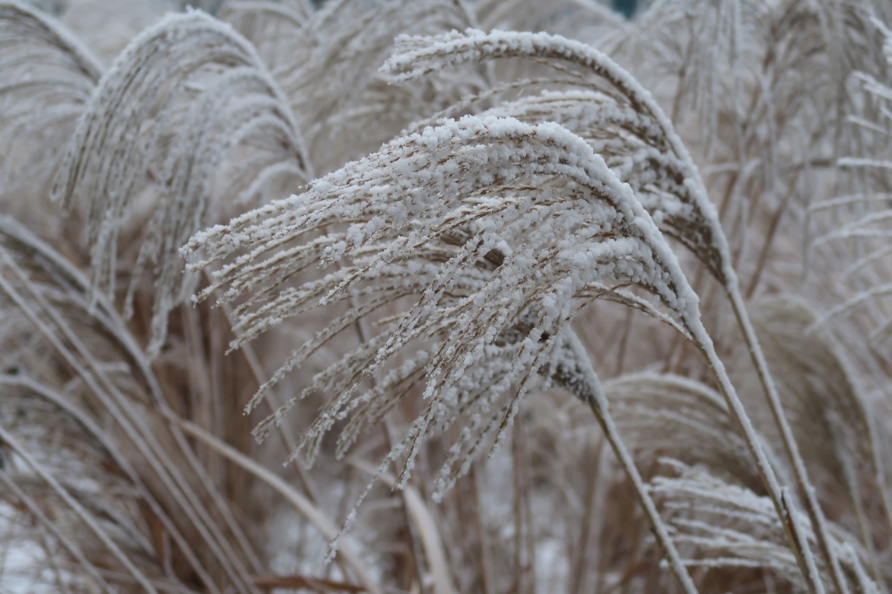 Graminée décorative recouverte de neige