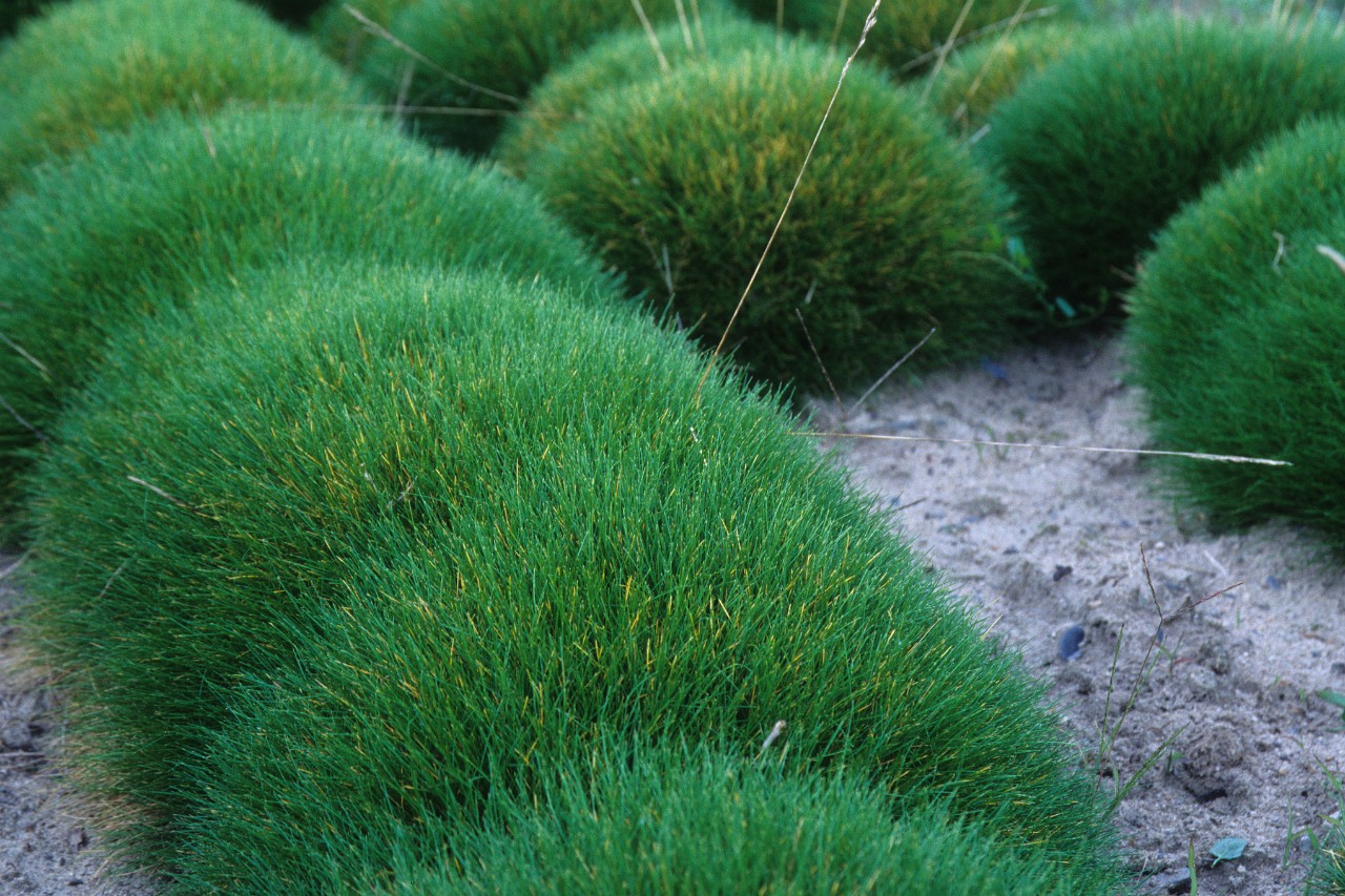 Herbe d’ours à plat formant un coussin