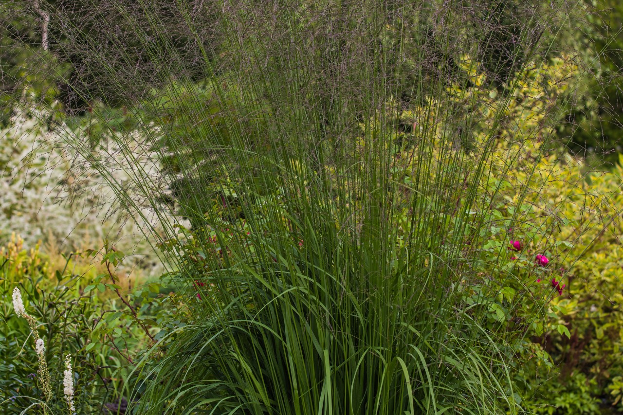 Molinie dans un jardin