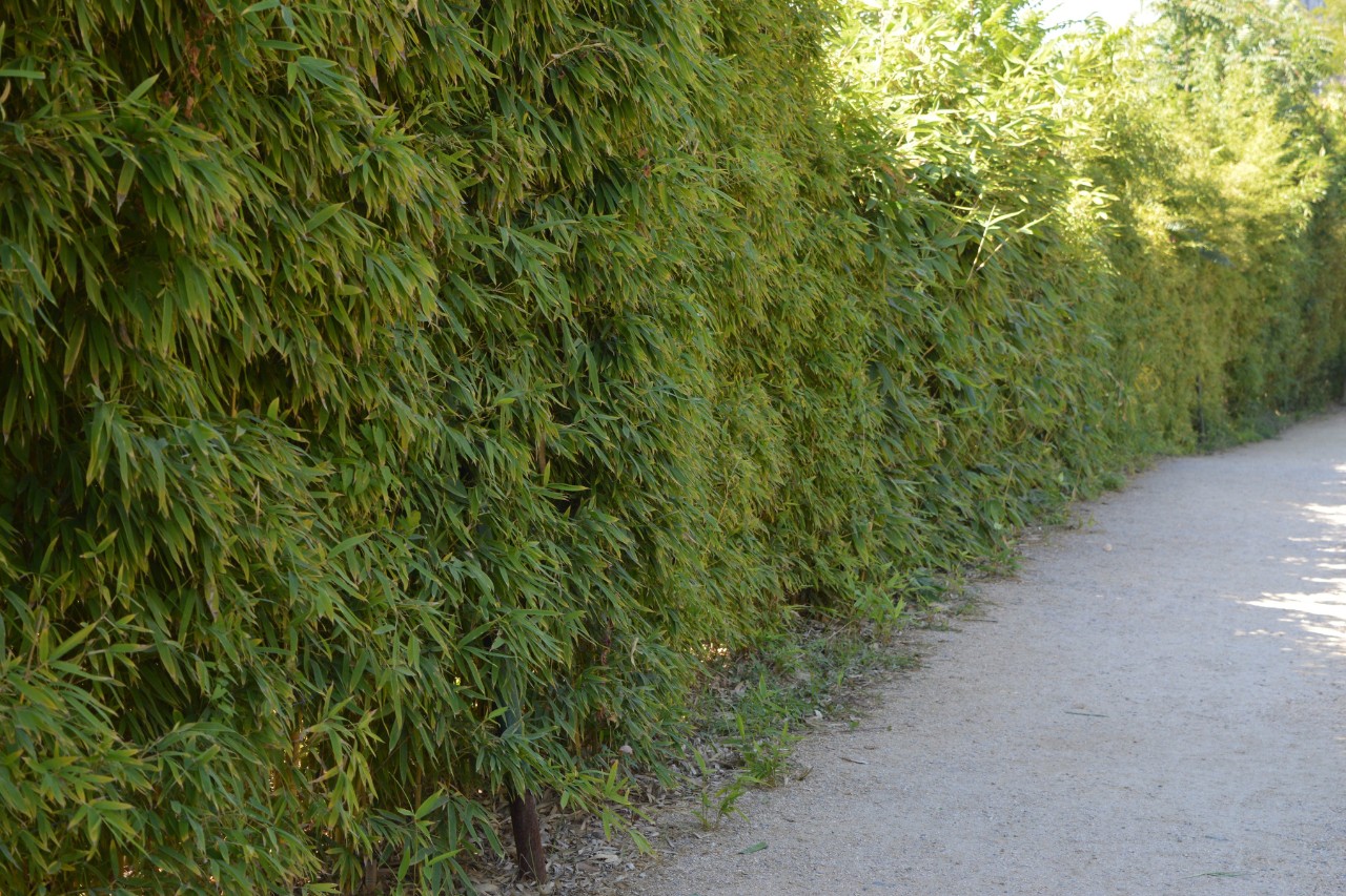 Haie de bambou de jardin le long d’un chemin