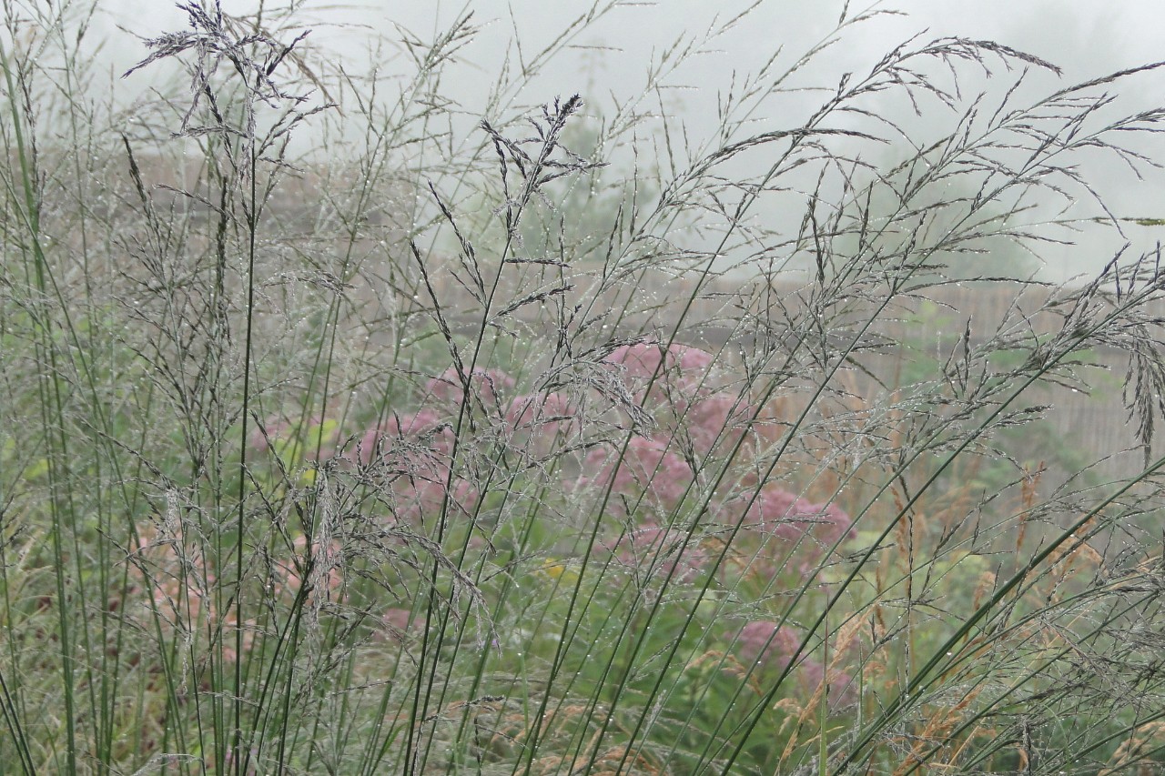Molinie devant d’autres plantes en fleurs