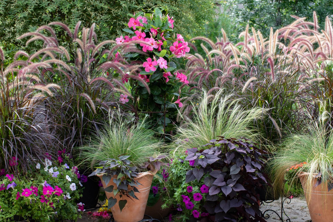 Des graminées ornementales et des plantes à fleurs colorées dans des bacs pour protéger des regards indiscrets