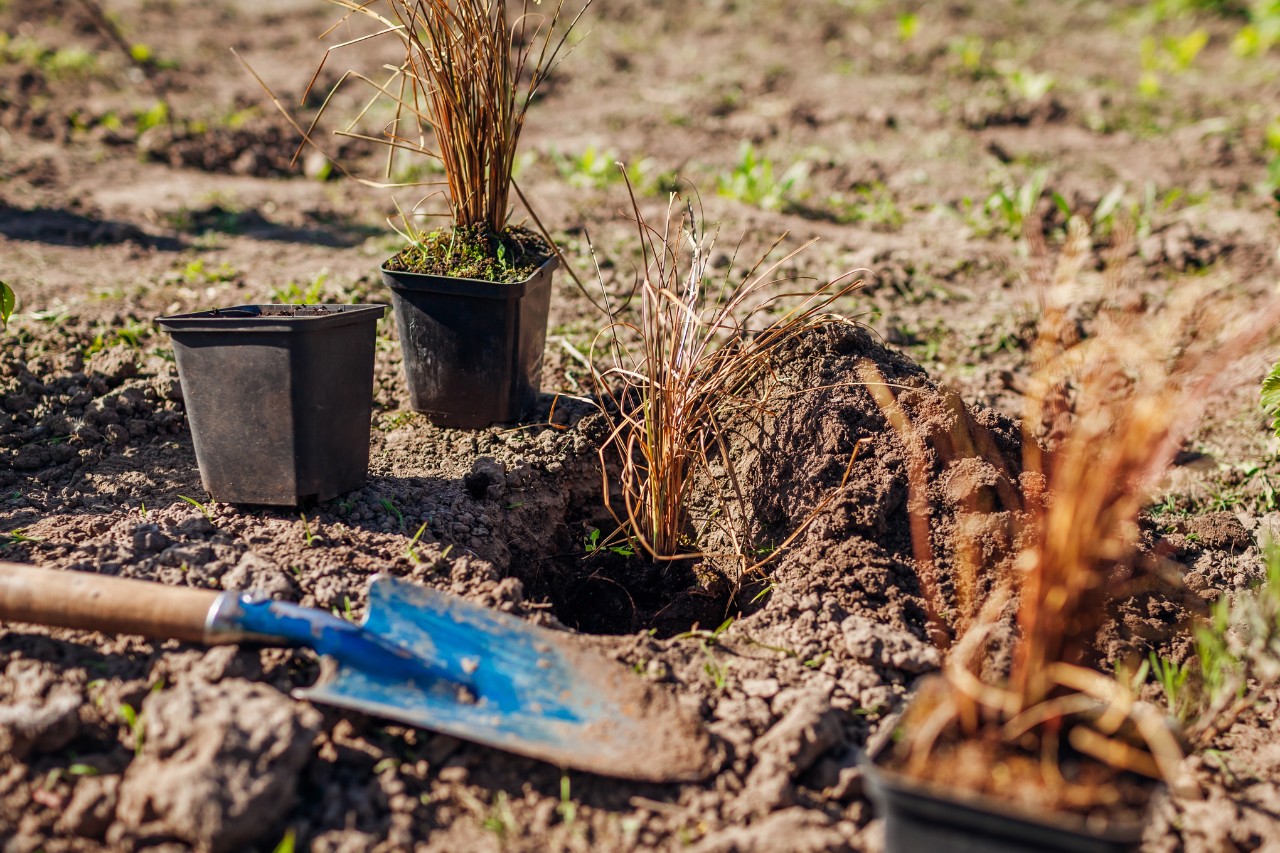 Pots et truelle à côté d’un trou de plantation creusé
