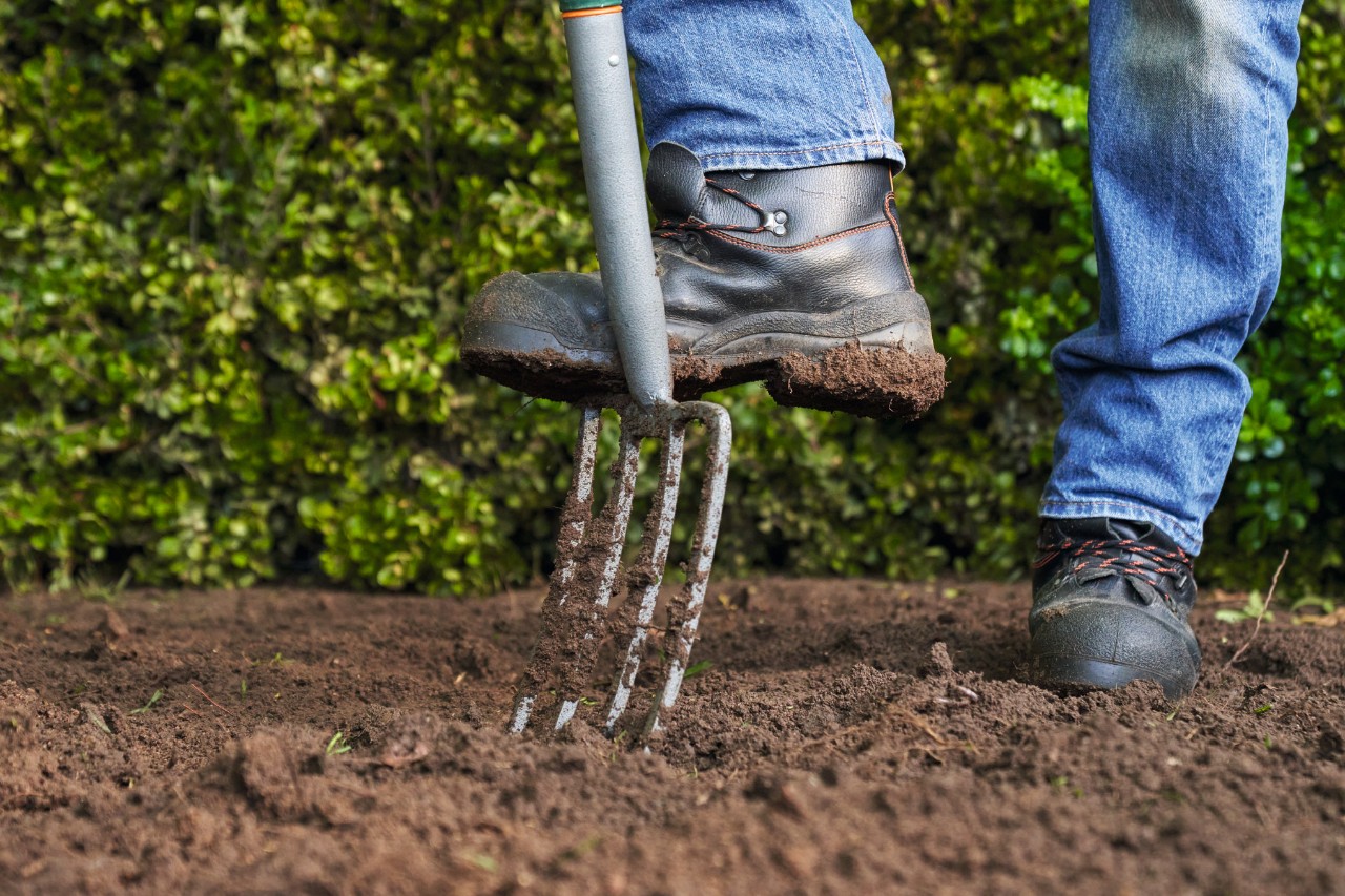 Gros plan sur une personne portant de solides chaussures de travail et plantant une fourche à bêcher dans le sol