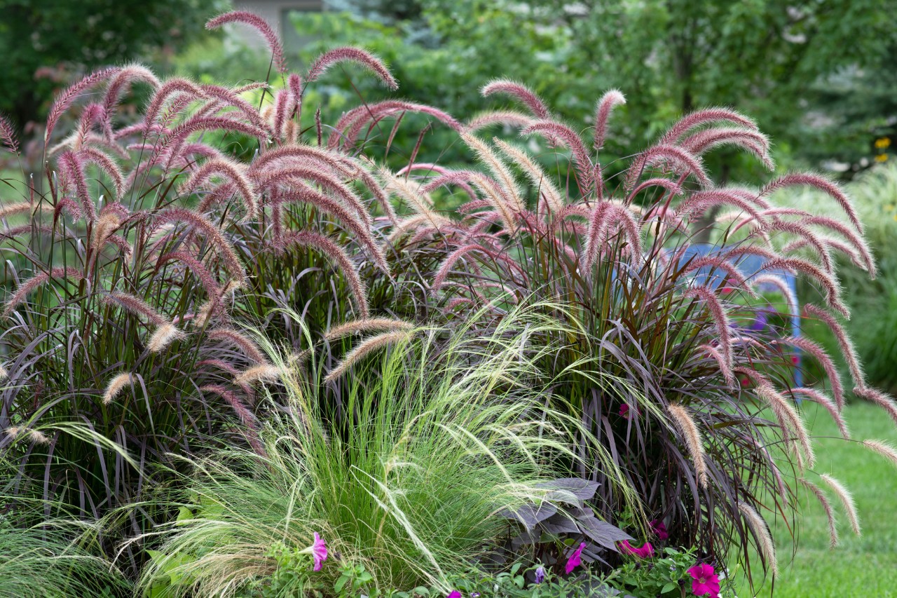 Graminées ornementales dans les tons rouges et verts dans un jardin