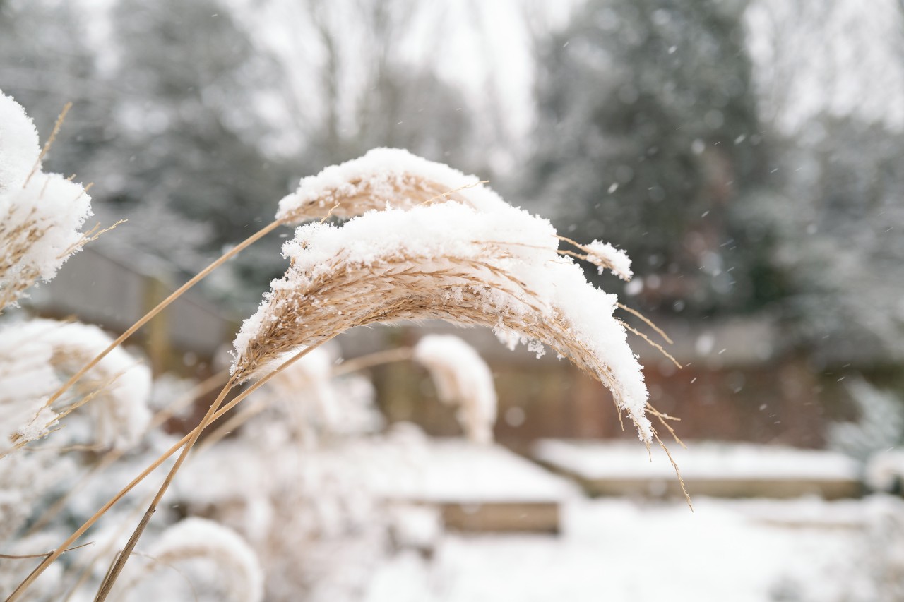 Roseau de Chine recouvert de neige
