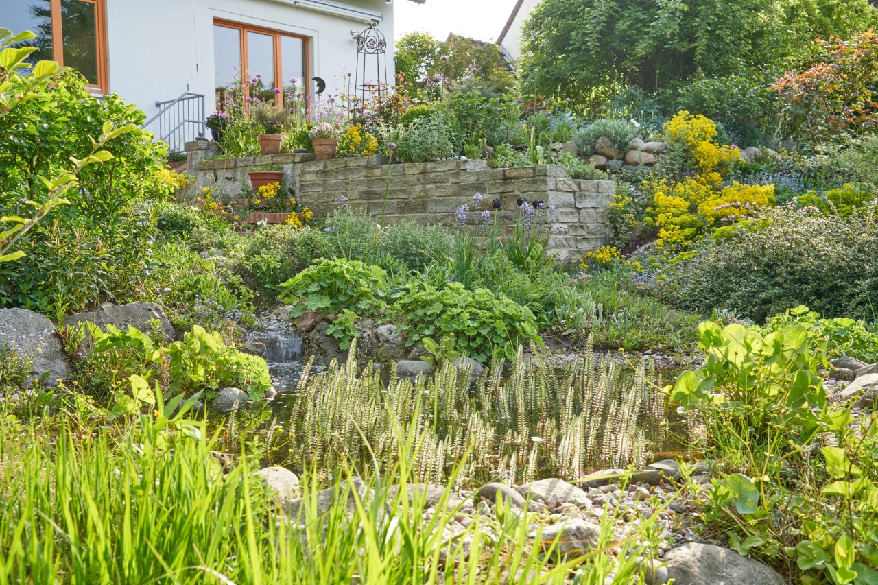 Jardin en pente au printemps avec des murs en pierre devant une maison 
