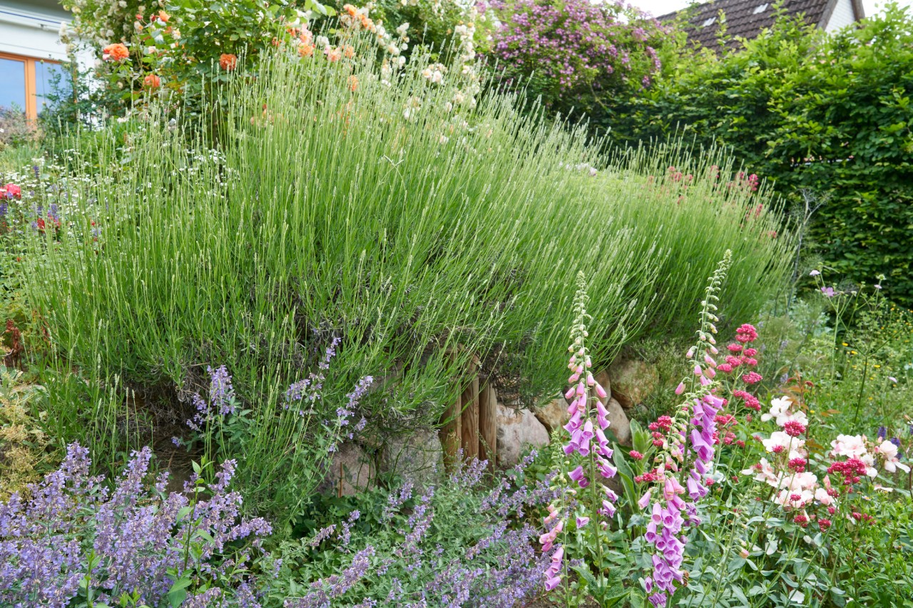 Jardin en pente avec mur de blocs erratiques et lavande