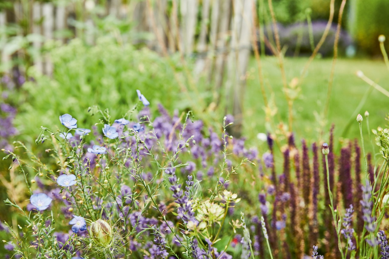 Gros plan sur des fleurs violettes dans un jardin pour abeilles