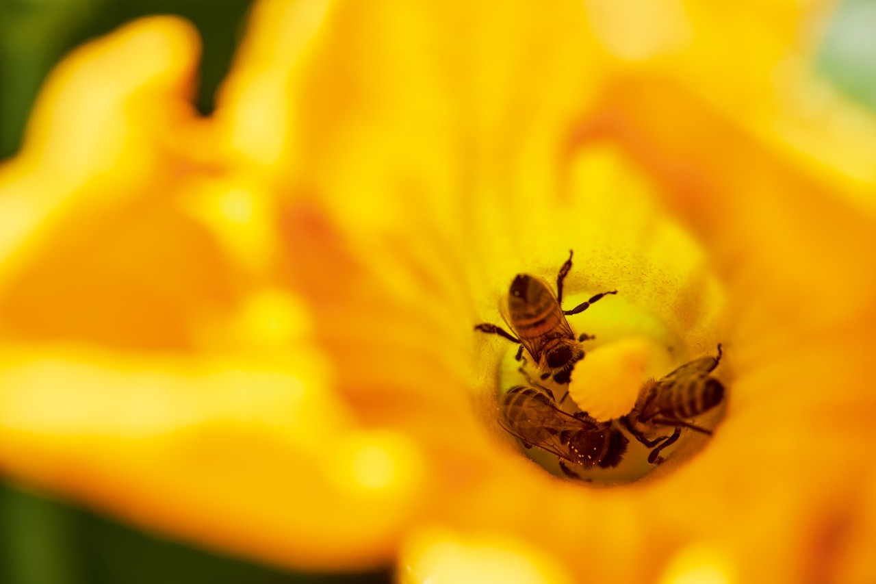 Trois abeilles à l’intérieur d’une fleur jaune